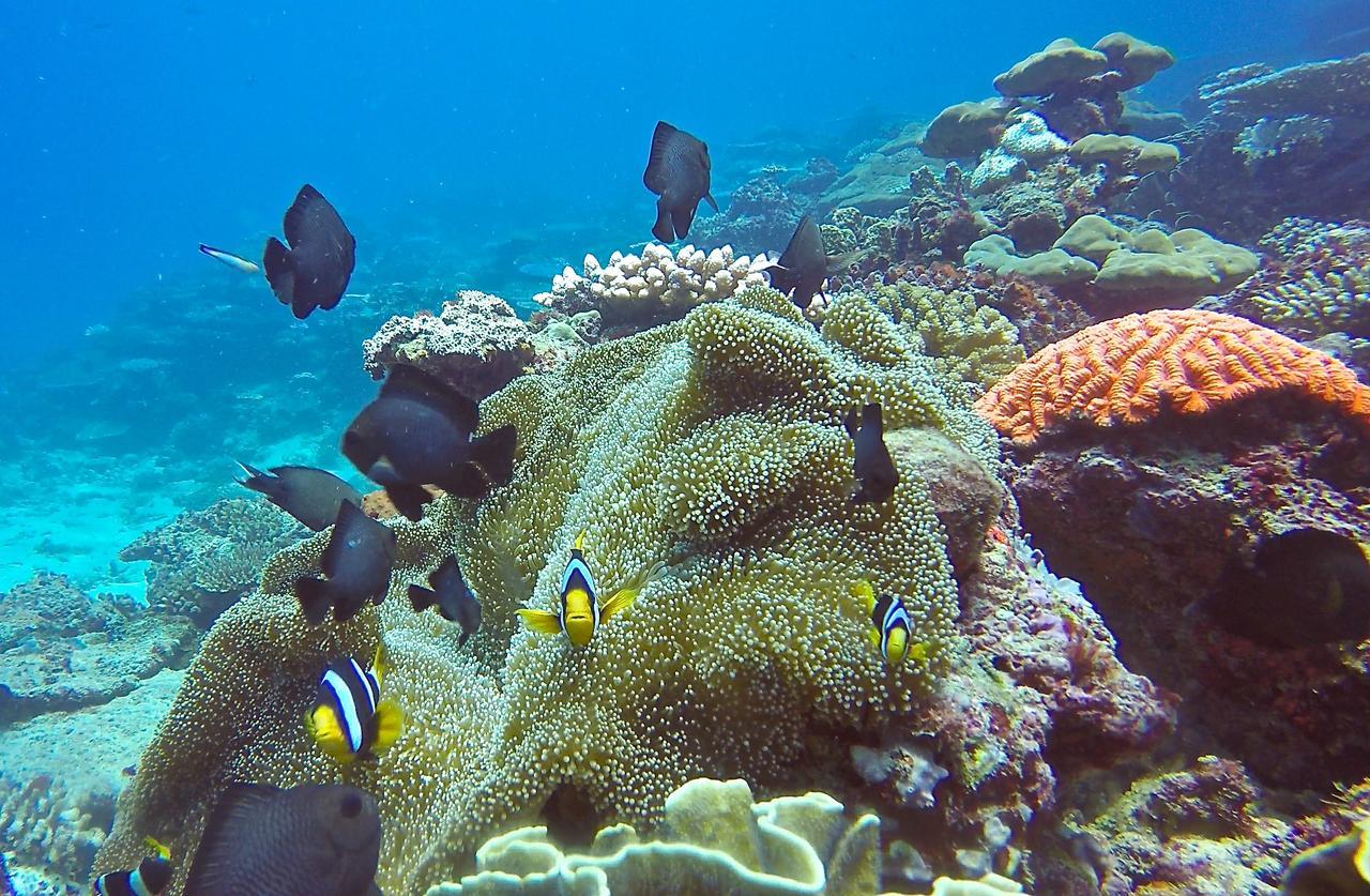 Puri Asu Resort Palau Asu Экстерьер фото